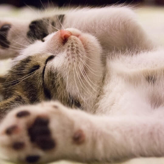 길고양이 TNRday 중성화수술 신청하기