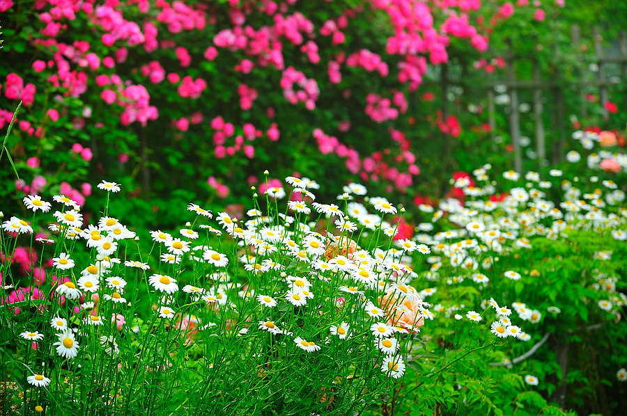 담양 죽화경 데이지 개화 시기, 위치, 입장료 총정리