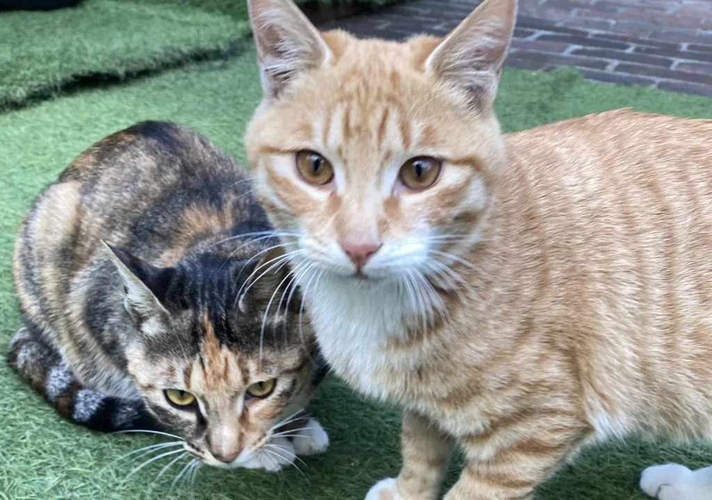 코리안숏헤어 코숏 고양이 종류 몸무게 고등어_3