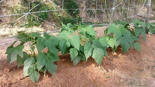 울타리콩-넝쿨강낭콩-파종시기-심는시기-수확시기-심는방방-파종방법