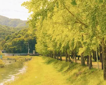 문광저수지 은행나무길_2