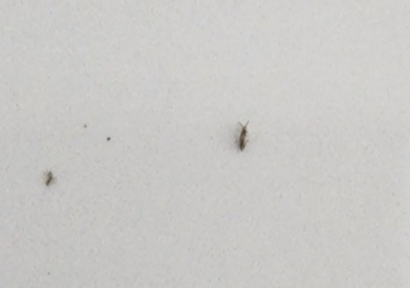 화분받침대에서 발견한 톡토기