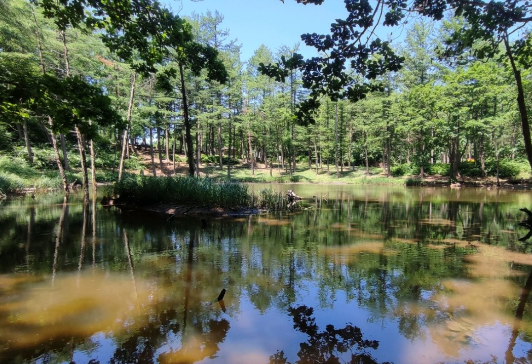 6시내고향 강원 정선 연못 달려라고향버스 도롱이연못 풍경