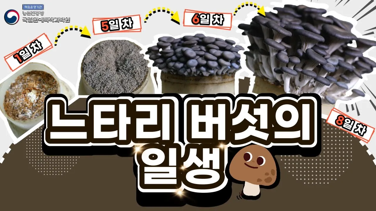 느타리버섯 재배 배지 수분 온도 관리 초보 성공_2