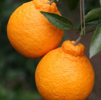 3월 제철음식 총정리