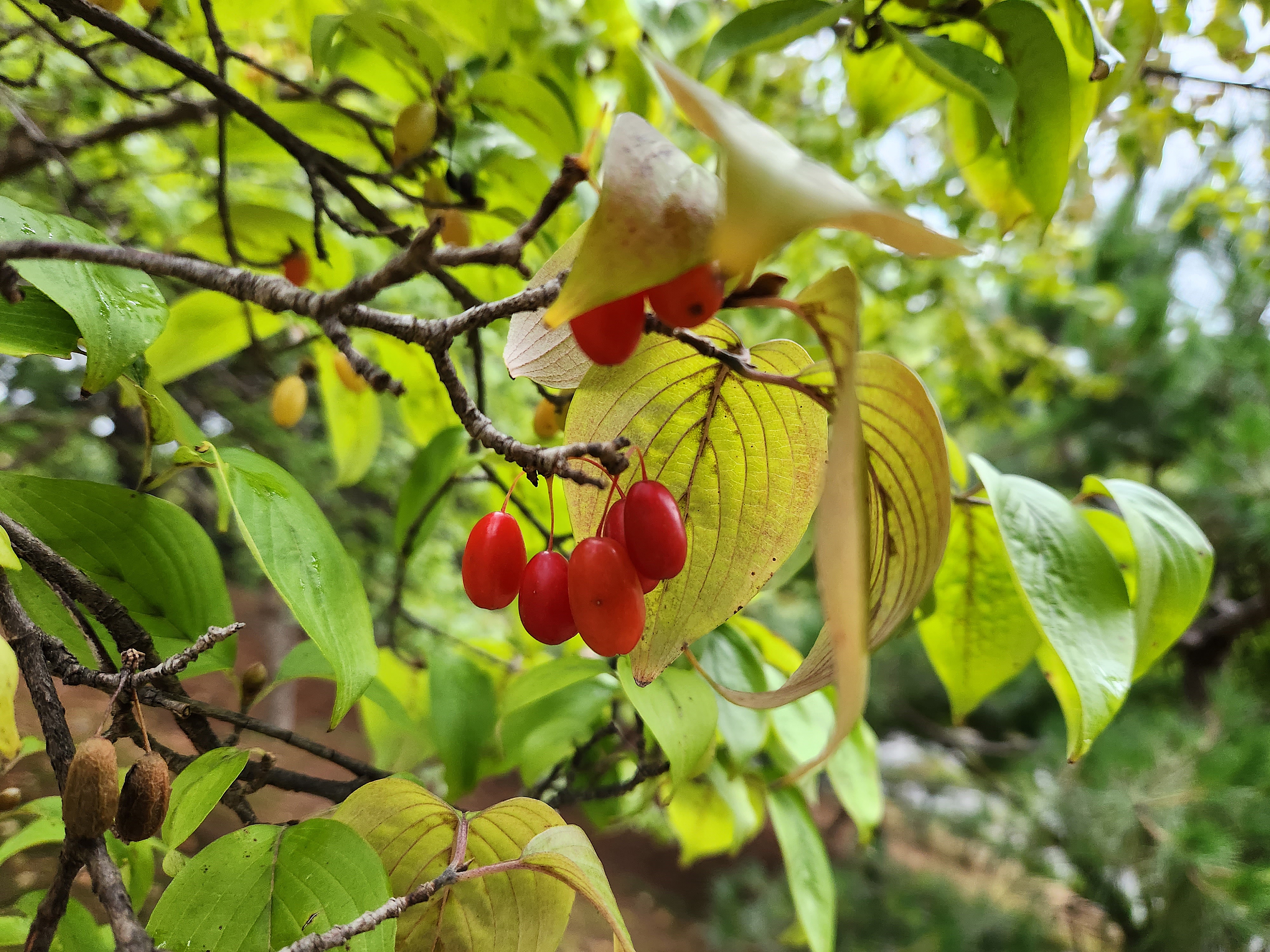 산수유