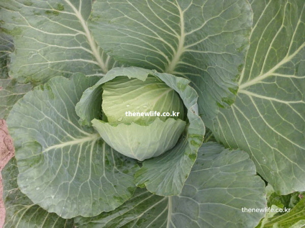양배추 효능 고혈압 예방 칼륨 실사진