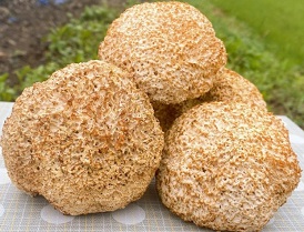 노루궁뎅이버섯