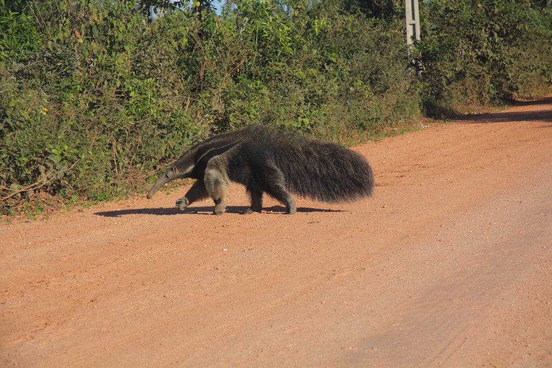 Anteater