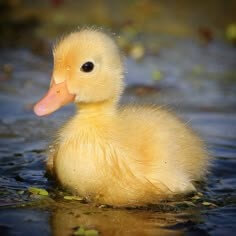 주황색-부리를-가지고있는-예쁜-노란색-오리가-물가에서-수영을-즐기고있는-모습