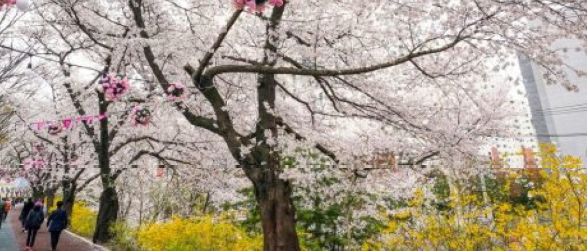 2025 동대문구 봄꽃 축제1