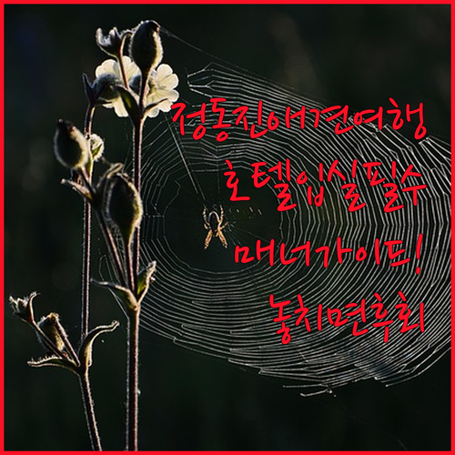정동진 애견 동반 여행 매너 가이드 ..