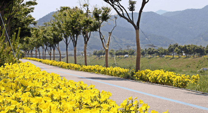 길가에 피어 있는 달맞이꽃