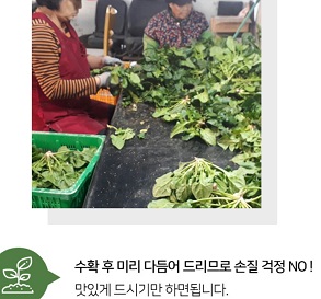 순이네섬초