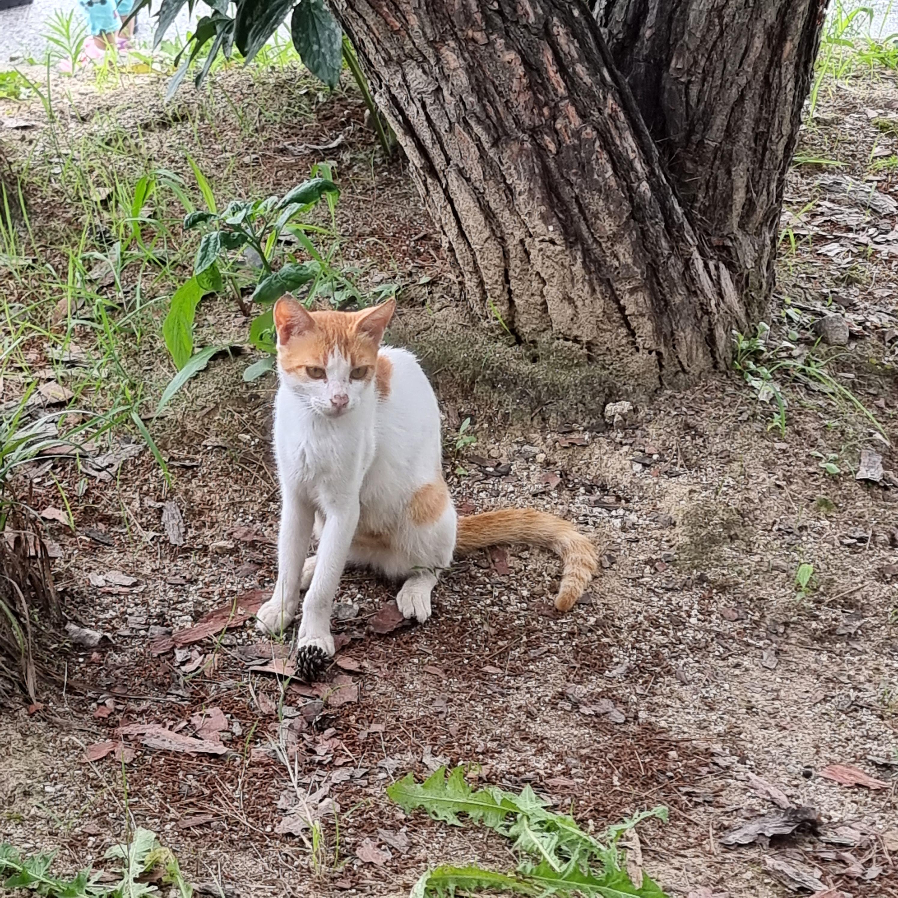 뒷마당의 고양이