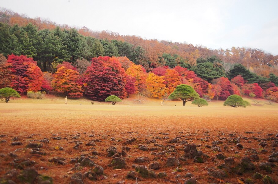 청남대 가을축제 : 단풍·국화·호수가 어우러진 청주의 대표 가을 명소!