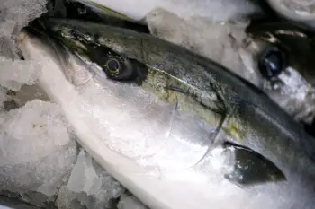 모슬포 대방어 가격 &amp;#44; 효능과 영양성분