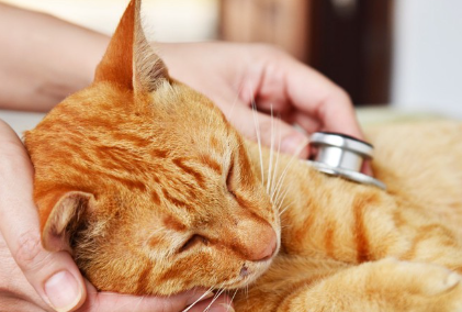 청진기와 고양이.