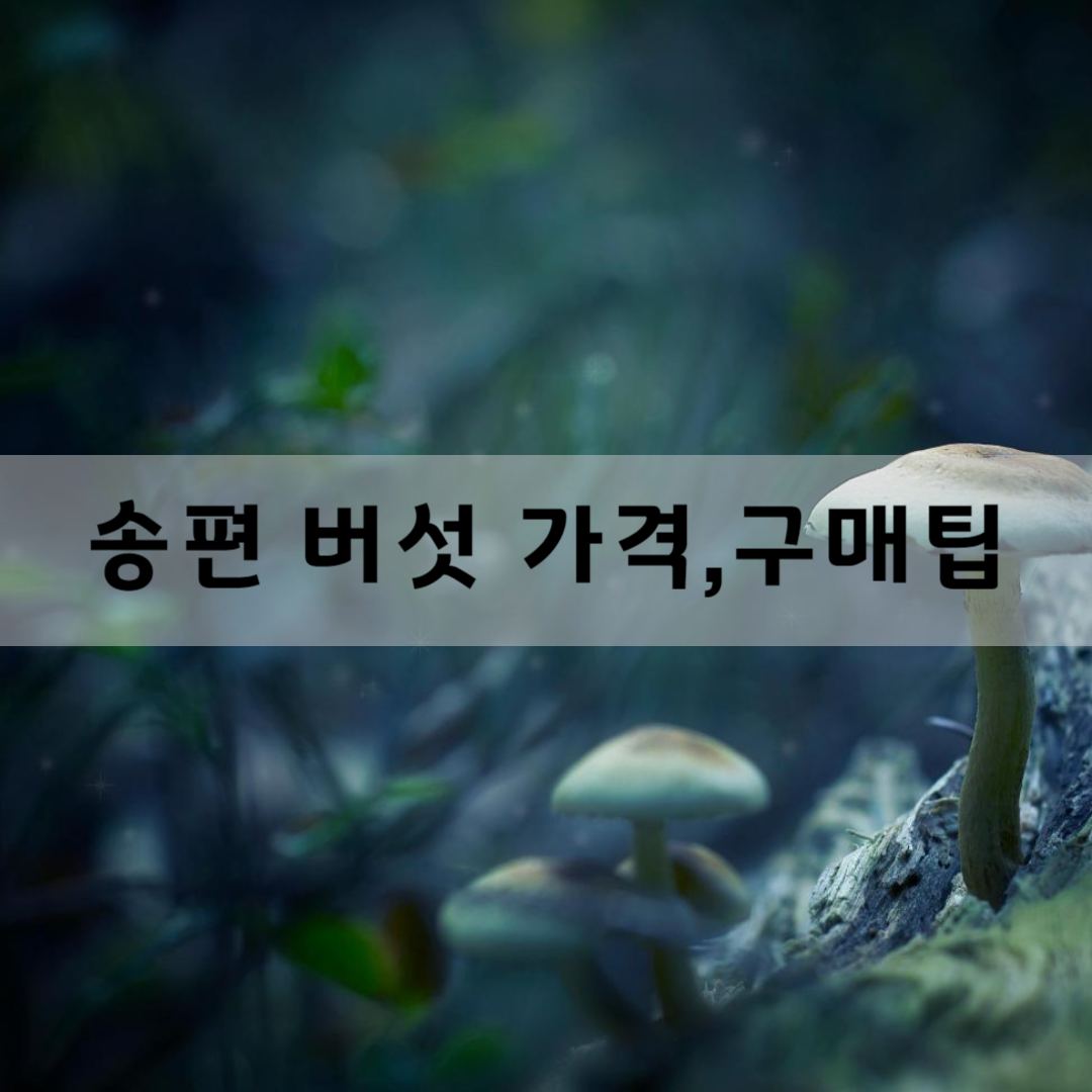 송편-버섯-가격과-구매-팁