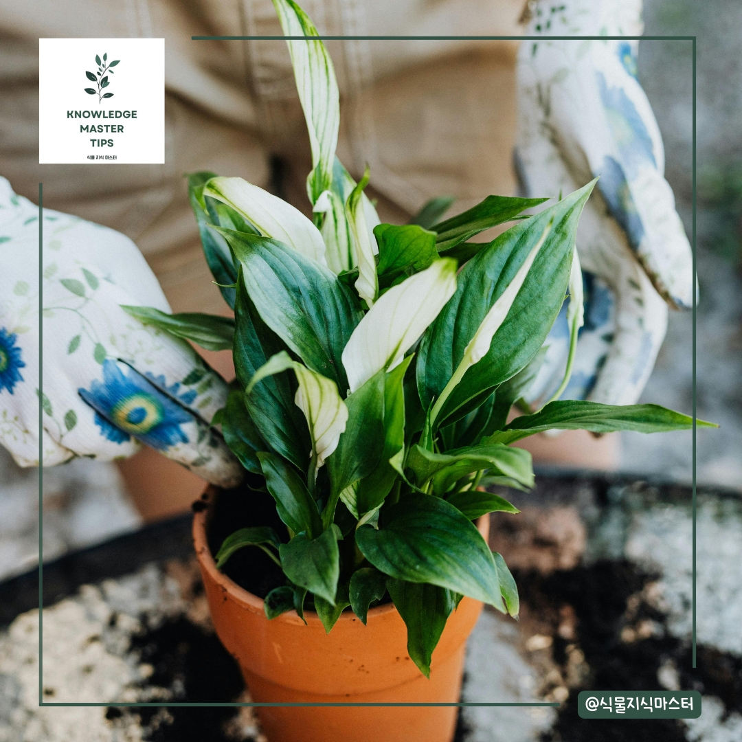 겨울 사망률 1위, 스파티필름 살리는 법