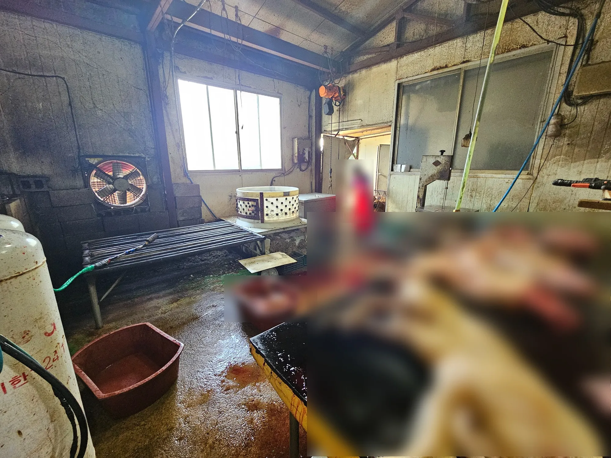 화성 불법 개 도살