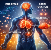 비타민 B3(니아신)의 생리학적 기능