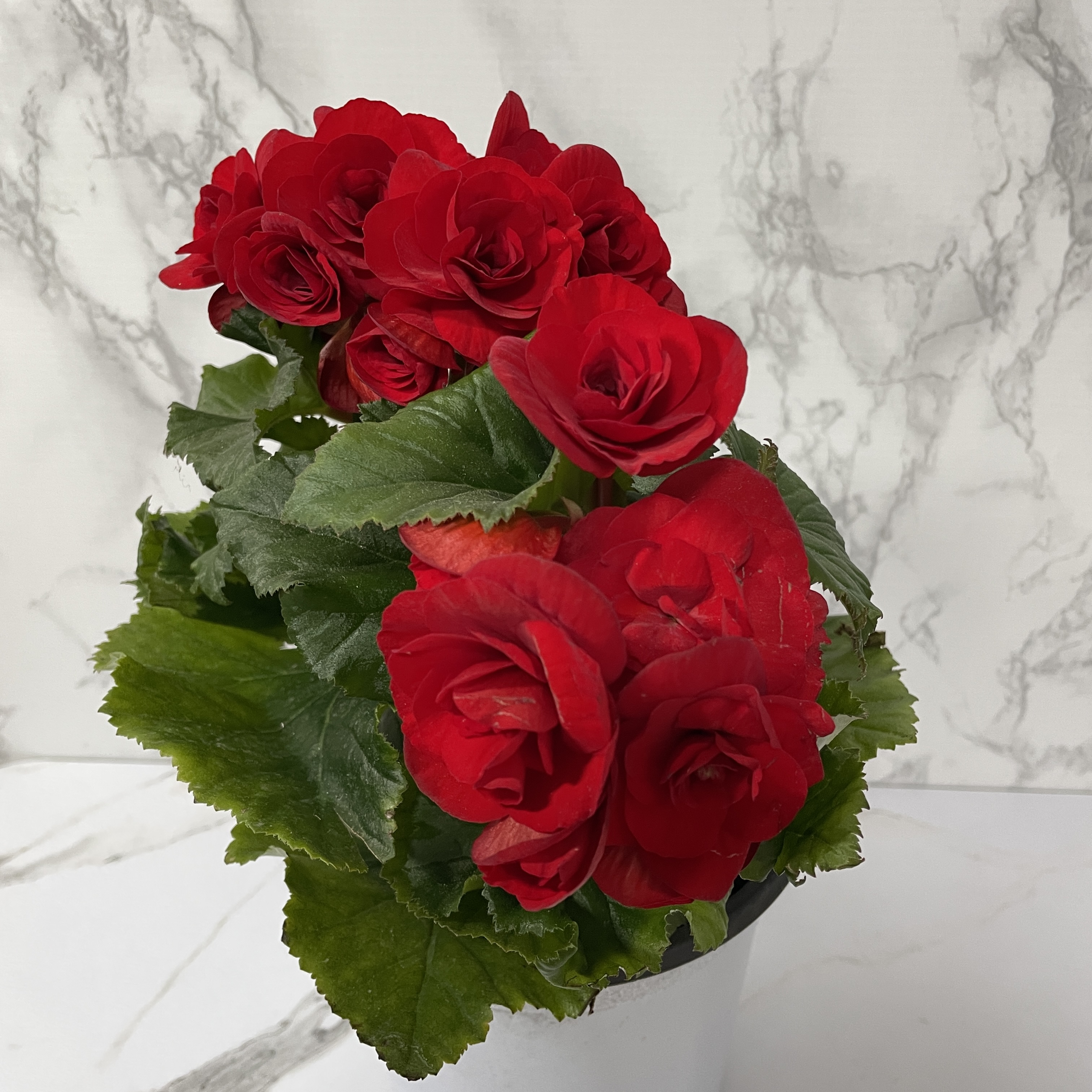 베고니아 키우는 법&amp;#44; 물주기&amp;#44; 햇빛&amp;#44; 관리방법