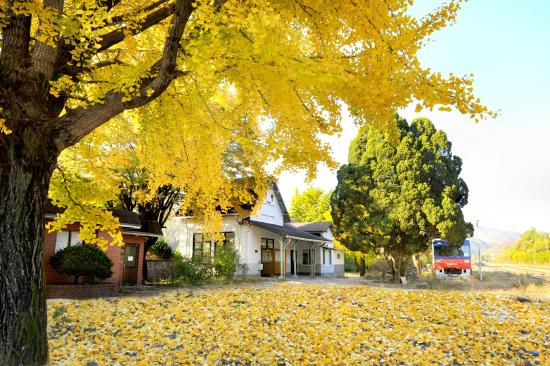 서울근교 갈만한곳 당일치기 여행 양평 - 두물머리, 구둔역, 두메향기, 들꽃수목원, 서후리숲, 세미원, 쉬자파크, 양떼목장, 용문산관광지, 중미산천문대, 오르다온