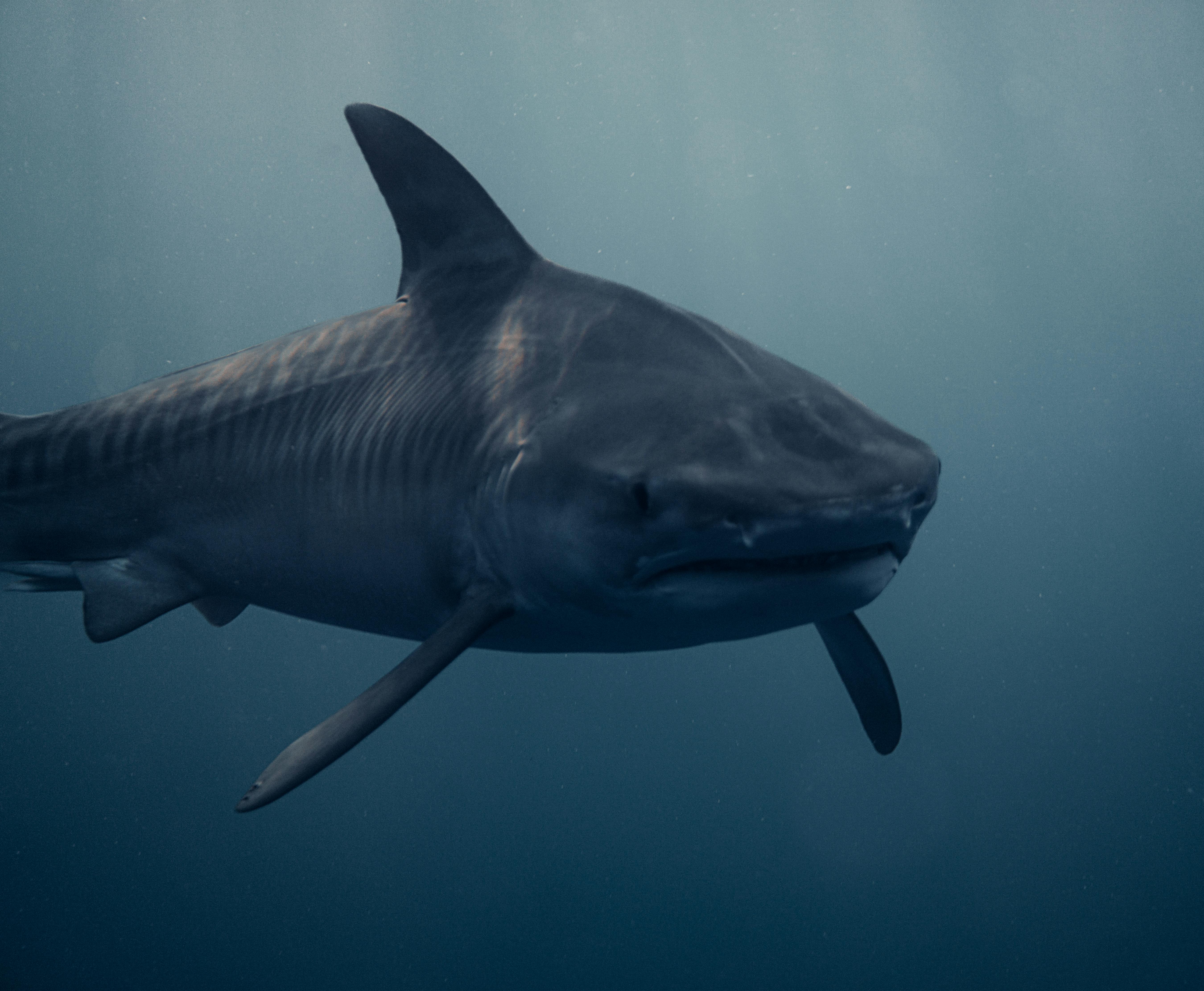 상어 shark