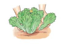 텃밭에서 상추 심는 시기, 파종 및 재배 방법, 키우기, 수확시기 및 효능 알아보기