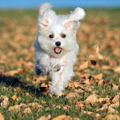 말티즈의 수명, 성격, 특징, 장단점