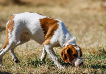 땅 냄새를 맡고 있는 개.