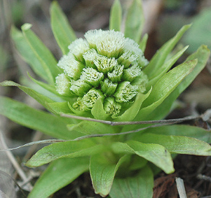 머위 효능과 부작용 고르는법 먹는법 칼로리