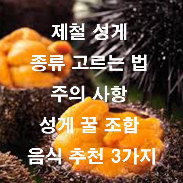제철 성게 종류 고르는 법 주의사항 성게 꿀 조합 음식 추천 3가지