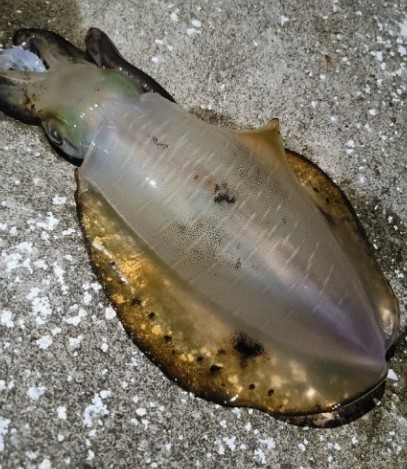 무늬오징어 효능