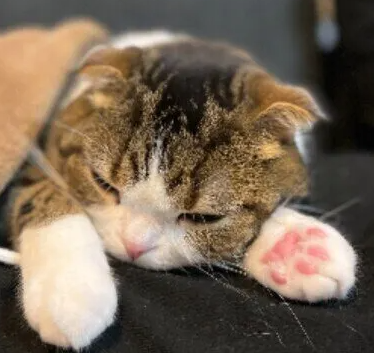 고양이의 딸꾹질