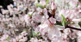 서울벚꽃놀이명소TOP10