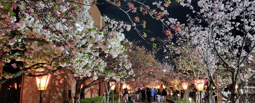 오사카조폐국 벚꽃길