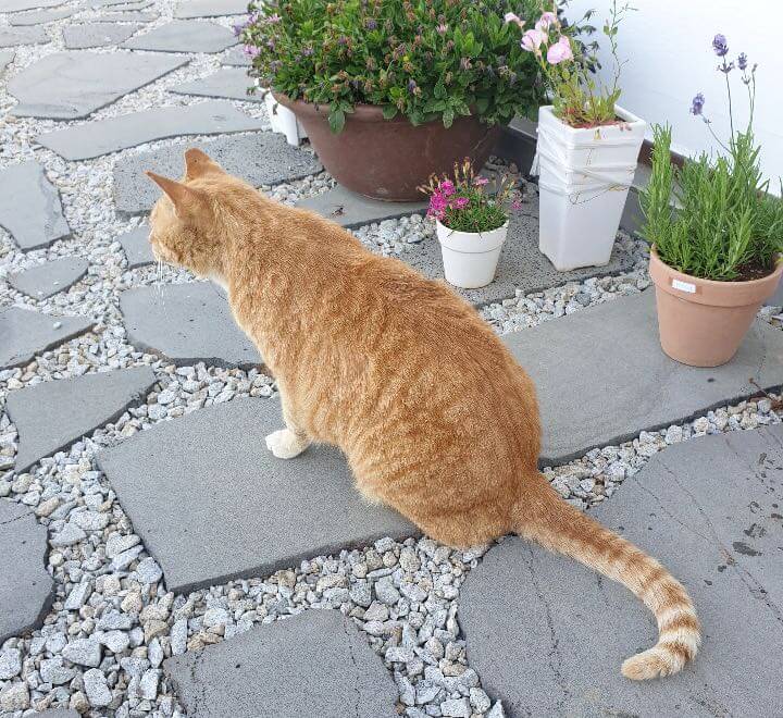 카페서온의-고양이