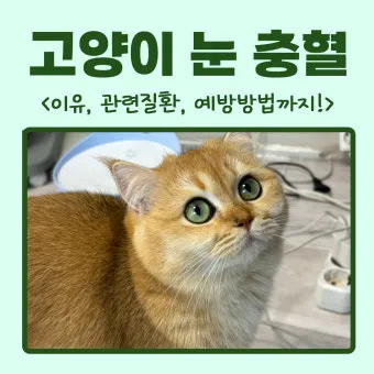 고양이 주요 눈 질환 7가지 증상 원인 치료법_13