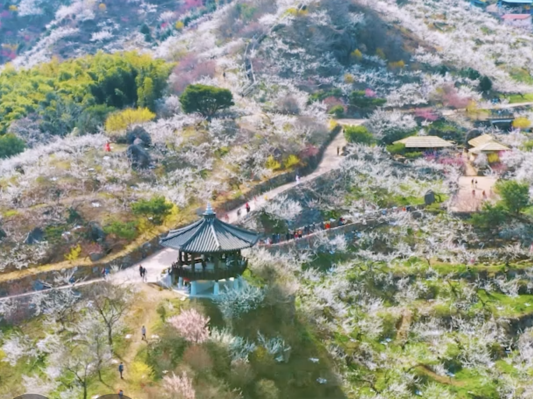광양매화축제 주차장