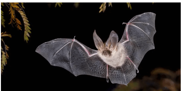 멸종위기 동식물 토끼박쥐: 동굴·조명·이동로를 지키는 보전 전략