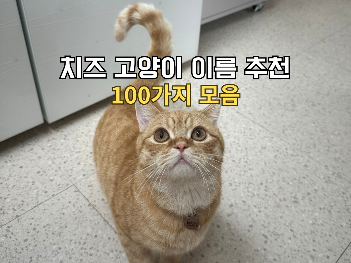 치즈 고양이 이름 추천 100가지 대표 이미지 썸네일, 꼬리를 물음표 모양으로 세운 주황고양이가 정면에서 올려다보는 모습