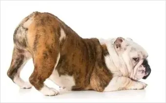 강아지 엉덩이 들이미는 이유 애정표현인지_18