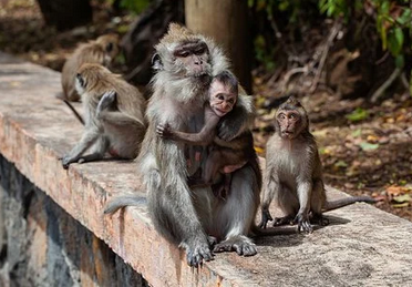 엄마품에-안긴-아기원숭이