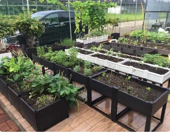 베란다 상자텃밭 상추 루꼴라 방울토마토 허브 모음 재배_17