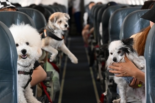 제주항공 펫패스 혜택