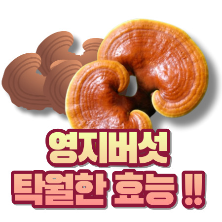 영지버섯 효능