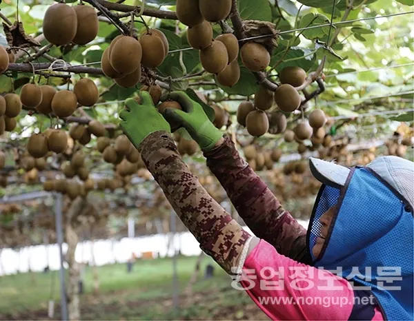 키위 재배 수분 수정 덩굴 유인 월동 대비_4