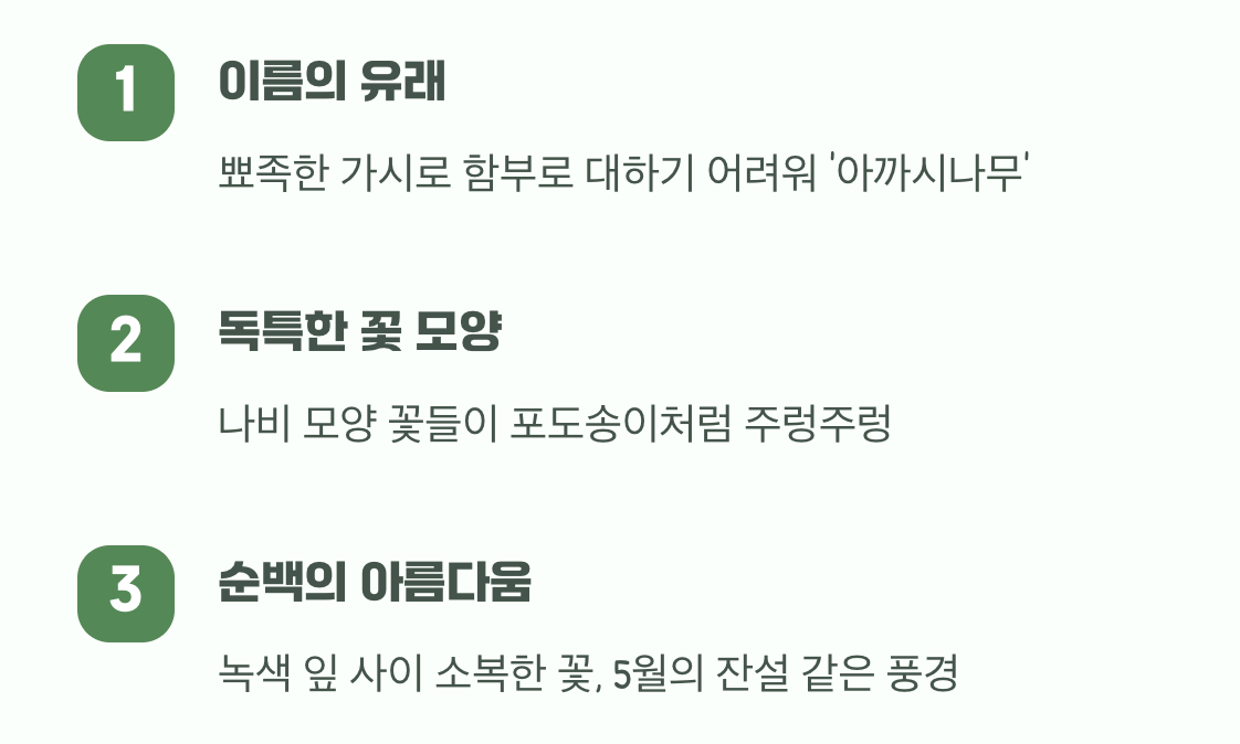 우리가 아는 ‘아카시아’의 진짜 이름